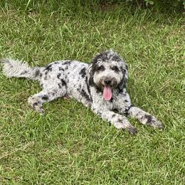 Luna - Goldendoodle