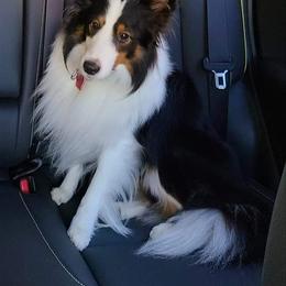 Skyler - Shetland Sheepdog