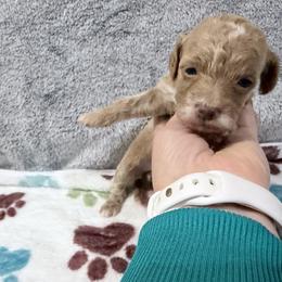 Willow - Buff female Cockapoo puppy in Clarks Summit, Pennsylvania from M&M Cockapoos
