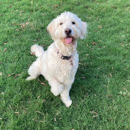 Holly - Goldendoodle
