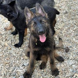 German Shepherd Puppies from LaMarca's Kennels