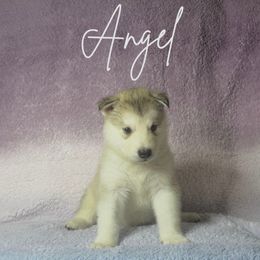 Angel - Sable and white Alaskan Malamute puppy in Easton, Maryland from Stars Howl-O Kennels by FurEver Friends Inc