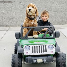 Zeus - Australian Labradoodle