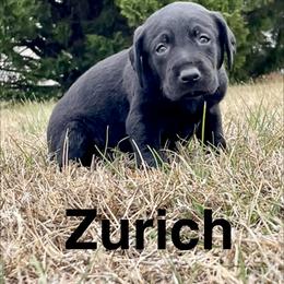 Zurich - Black male Labrador Retriever puppy in Mineral, Virginia from Canine Assist