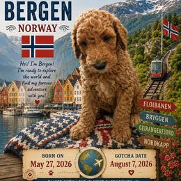 Blue Collar boy - Bergen (Norway) - Red  male Goldendoodle puppy in West Sacramento, California from Pomegranate Doodles
