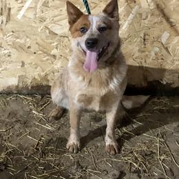 Voo Dew - Australian Cattle Dog