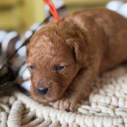 Winnie (orange collar) - Red female Cavapoo puppy in Mouth Of Wilson, Virginia from HoneyBunn Doodle Co.