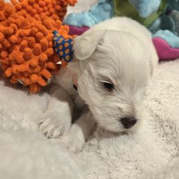 Peach - Wheaten female Miniature Schnauzer puppy in Graham, Washington from Olivia's Miniature Schnauzer's and French Bulldogs