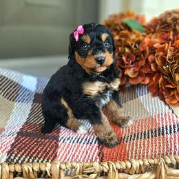 Scarlett - Phantom female Bernedoodle puppy in Russell Springs, Kentucky from 270 Doodles