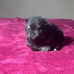 Piper - Black and tan male Pomeranian puppy in Kansas City, Missouri from S&K Pomeranians