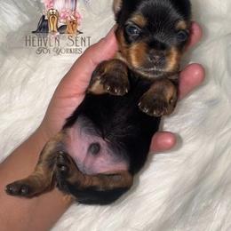 Marvin - Black and tan male Yorkshire Terrier puppy in Riverside, California from Heaven_sent_toy_yorkies