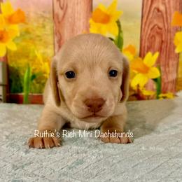 Boy 1 - Red male Dachshund puppy in Lakeland, Florida from Ruthie’s Rich Mini Dachshunds