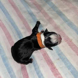 Orange Girl - Boston Terrier puppy in Winnie, Texas from Tina Terry's Boston Terriers