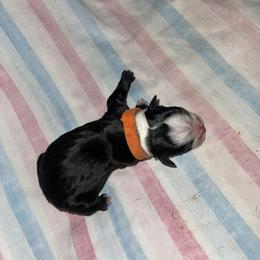 Orange Girl - Boston Terrier puppy in Winnie, Texas from Tina Terry's Boston Terriers