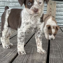 Australian Cattle Dog, Australian Shepherd, Companion Cross, and Miniature Australian Shepherd Puppies from MK Aussies