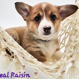 Oatmeal Raisin - Red female Pembroke Welsh Corgi puppy in Kiowa, Colorado from Cool Water Corgis LLC