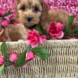 Giselle girl - Red female Cockapoo puppy in Haines City, Florida from Camic Cockapoos