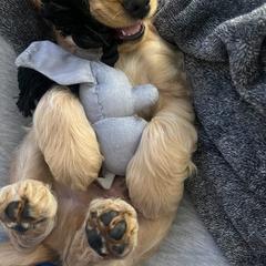 Border Collie and English Cocker Spaniel Puppies from The art of breeding