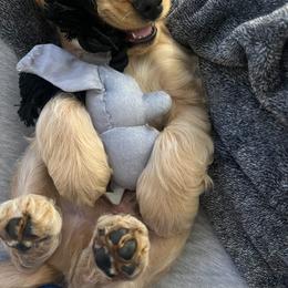 Border Collie and English Cocker Spaniel Puppies from The art of breeding