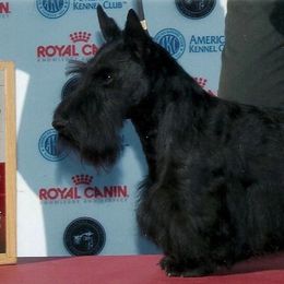 Scottish Terriers from Fairway Scotts