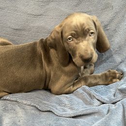 Weimaraner Puppies from Meadow Ridge Weims and Danes