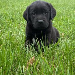 Ember- gray collar- reserved for Will Horn - second pick male - Black male Labrador Retriever puppy in Isanti, Minnesota from Four Corners Family Labs