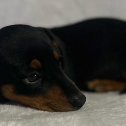 Boy 3 - Black and tan male Dachshund puppy in Plato, Missouri from David & Stacey's Dachshunds