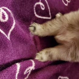 Pomeranian Puppies from Pampered Pomeranians