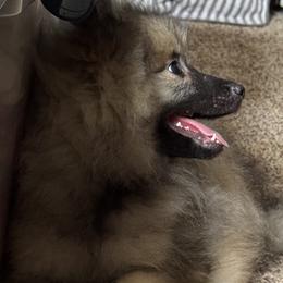 Tris - Black and silver female Keeshond puppy in Morrison, Colorado from Mary Schooner