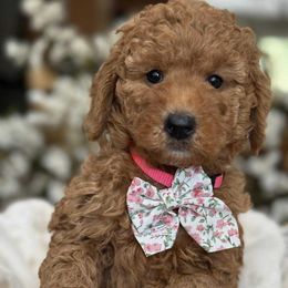 Flora - pink collar female - Red  female Goldendoodle puppy in Yuciapa, California from AlltheDoodlez_