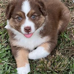 Jazzy - Red tri-color female Australian Shepherd puppy in Magee, Mississippi from Paint ByNumbers Ranch