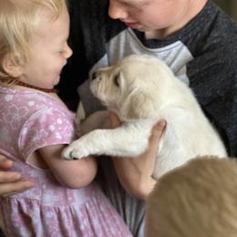 Labrador Retriever Puppies from Faithful Labs
