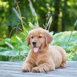 Tulip - Dark golden female Golden Retriever puppy in Saint Joe, Indiana from Golden Acres Farm