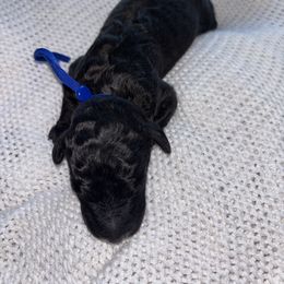 Royal. - White male Poodle puppy in Houston, Texas from The Standards