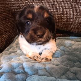 Dachshund puppies from Route 66 Dachshunds