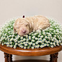 Burgany - Cream female Goldendoodle puppy in Fairmount, Georgia from Muscadine Meadows Farm