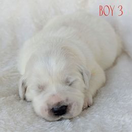 Boy 3 - White male Great Pyrenees puppy in Yakima, Washington from Naches Heights Ranch