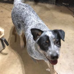 Australian Cattle Dog All Grown Up from Glory Ranch Australian Cattle Dogs
