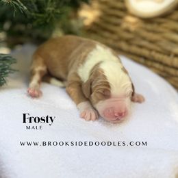 Frosty - Red male Bernedoodle puppy in Murrieta, California from Brookside Bernedoodles