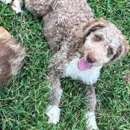 Dolly - Red female Aussiedoodle puppy in Alabama from SBA Aussies