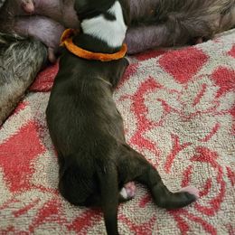 Pumpkin - Brown and white male Portuguese Water Dog puppy in Beverly Hills, Florida from Allegiance Portuguese Water Dogs