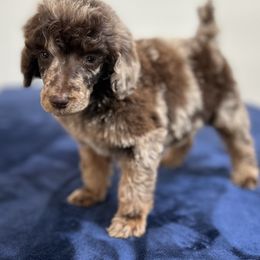 Brownie - Cafe au lait male Poodle puppy in Apple Valley, California from Daisy’s  Doodles11