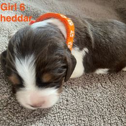 English Springer Spaniel Puppies from Picky’s Puppies