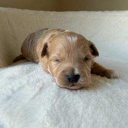Gentle - Apricot male Maltipoo puppy in Charles City, Virginia from Historic triangle doodles Charles City, Virginia