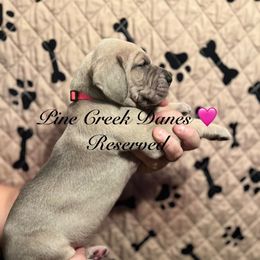 Molly - Great Dane puppy from Pine Creek Great Danes