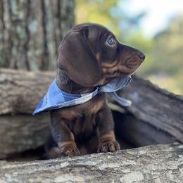 Storm, AKC Smooth Chocolate and Tan - Chocolate and tan male Dachshund puppy in Big Sandy, Texas from Linda B’s Dachshunds