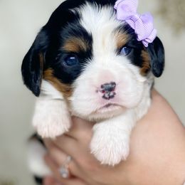 Cavalier King Charles Spaniel and Cavapoo Puppies from Red Skye Cavaliers and Cavapoos