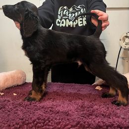 Afghan Hound Puppies from Kelli Kujawa