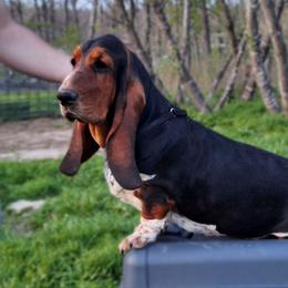 Neve - Basset Hound