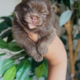Teddy - Chocolate male Pomeranian puppy in Rockwall, Texas from MAK Poms